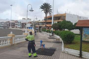 Poda y limpieza de las palmeras de Salinetas y Clavellinas/TA.